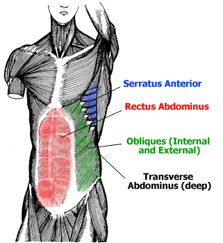 Anatomy of the Abdominal Muscles - Rectus Abdominis, Transverse