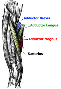 Anatomy of the Adductor Muscles - Adductor Magnus, Adductor Longus