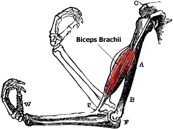 Anatomy of the Biceps Muscles - Biceps Brachii