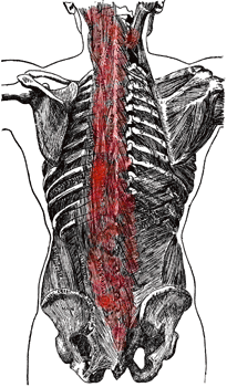 Spinal Erector Muscles
