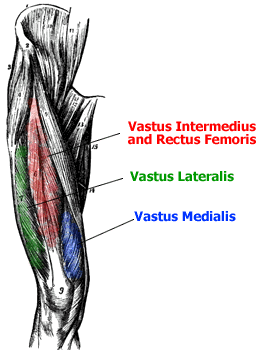 Quadricep Muscle Anatomy