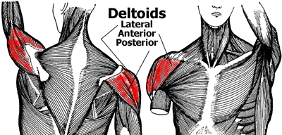 Anatomy of the Shoulder Muscles - Anterior Deltoid, Lateral Deltoid