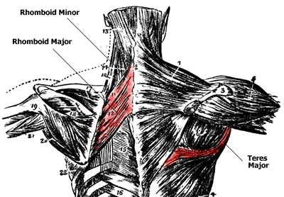 Rhomboids and Teres Major Muscle Anatomy