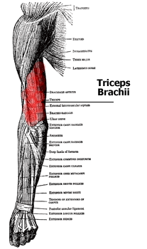 Anatomy of the Tricep Muscles - Lateral, Medial, and Long Heads