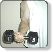 Dumbell curl middle position