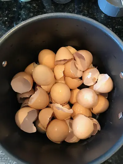 egg shells