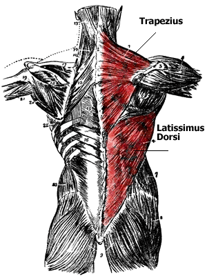 Anatomy of the Back Muscles - Lats, Teres Major, Teres ...