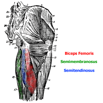 Hamstring Muscle Anatomy