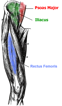Hip Flexor Muscle Anatomy