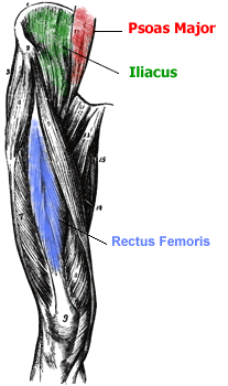 hip flexor muscles diagram