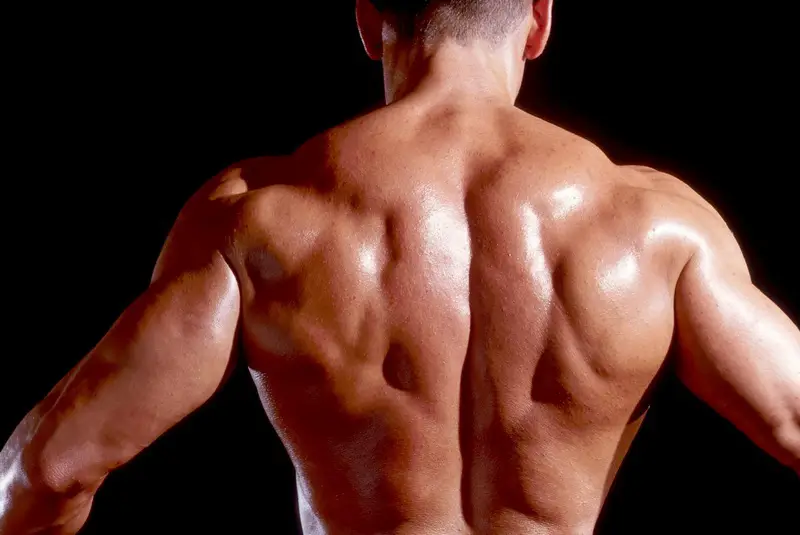 The back is a complex area that covers a huge variety of muscles and moveme...